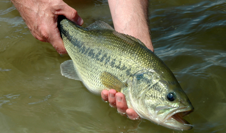 Anglers Catch and Release Guide
